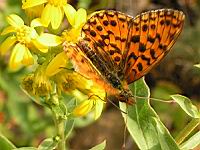 Papillon (ord Lepidopteres) (Photo F. Mrugala) (4)